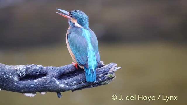 Common Kingfisher (Common) - ML201494181