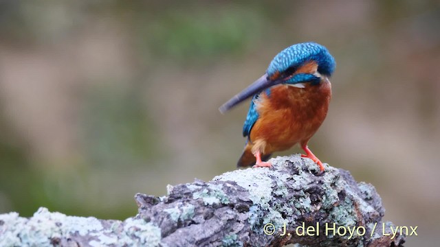 Common Kingfisher (Common) - ML201494191