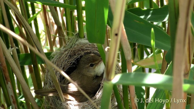 Common Reed Warbler (Common) - ML201494211