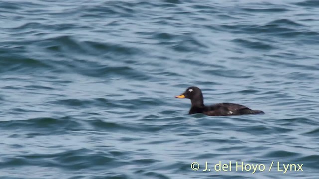 Velvet Scoter - ML201494461