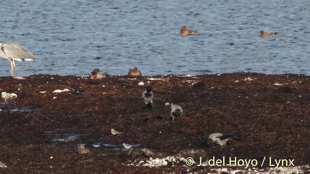 Hooded Crow (Hooded) - ML201494501