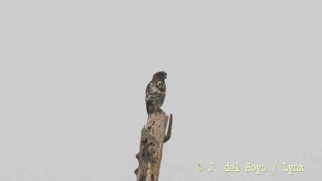 Congo Snake-Eagle - ML201494681