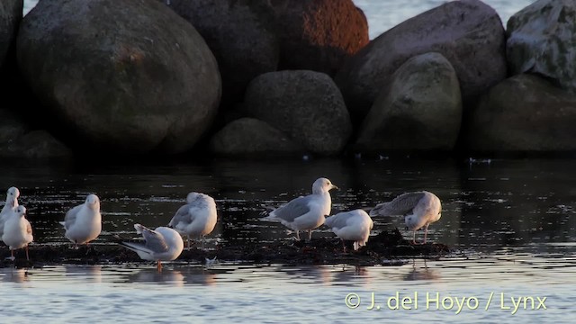 Goéland cendré (canus) - ML201494811