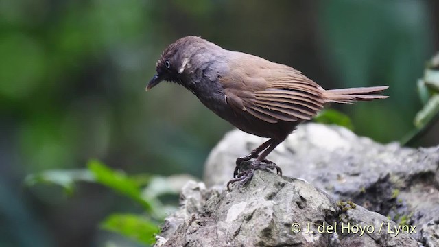 Nonggang Babbler - ML201494921