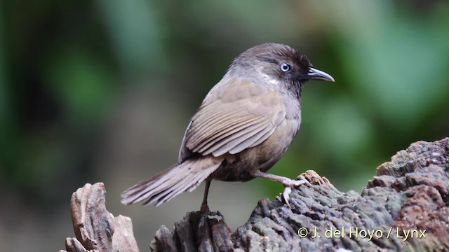 Nonggang Babbler - ML201494931