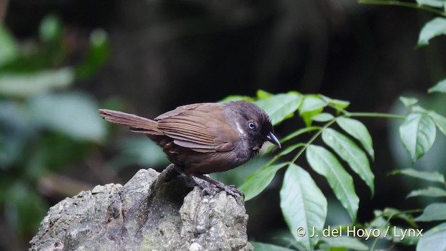 Nonggang Babbler - ML201494941