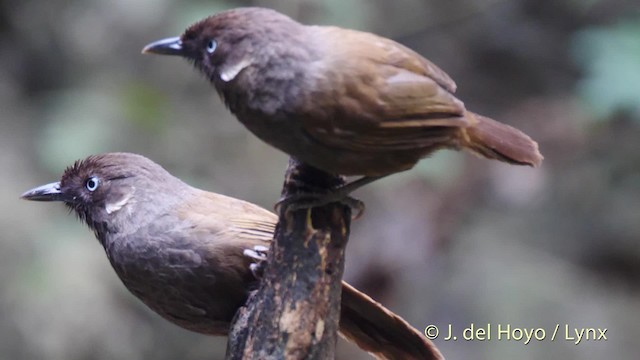 Nonggang Babbler - ML201494951