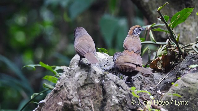 Spot-necked Babbler - ML201494961