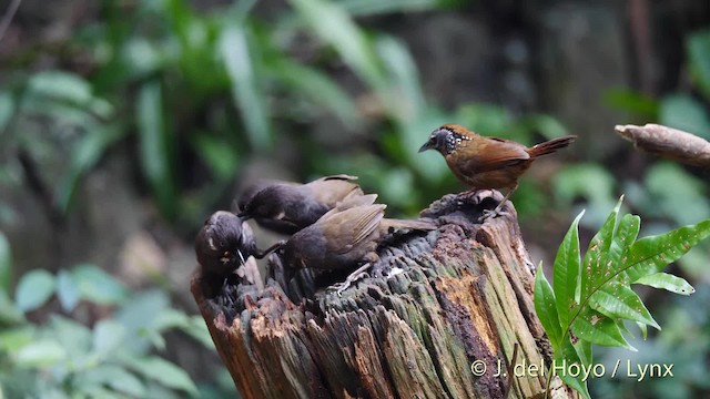 Spot-necked Babbler - ML201494971