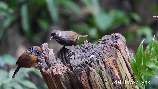 Spot-necked Babbler - ML201494981