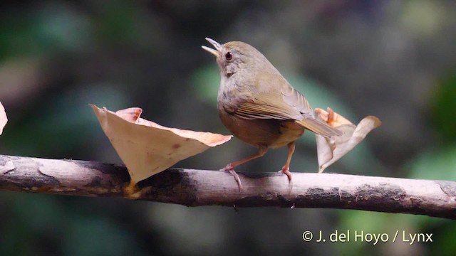 Buff-breasted Babbler - ML201495001