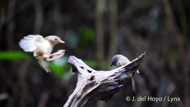 Buff-breasted Babbler - ML201495011