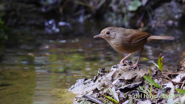 Buff-breasted Babbler - ML201495021