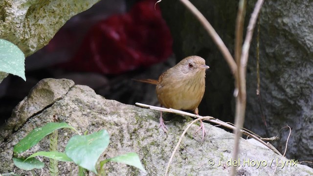 Buff-breasted Babbler - ML201495031