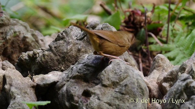 Buff-breasted Babbler - ML201495041