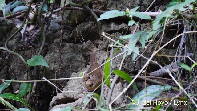 Buff-breasted Babbler - ML201495051