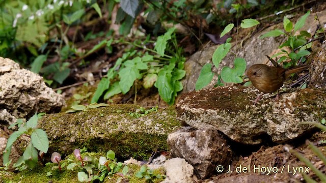 Buff-breasted Babbler - ML201495061