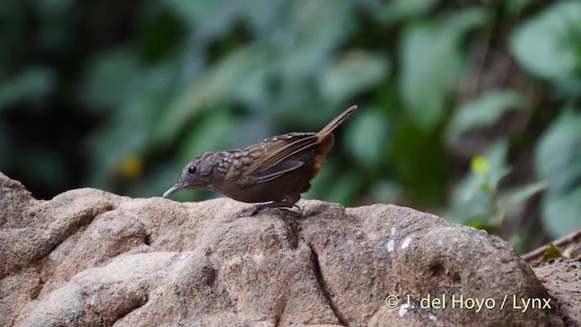 Streaked Wren-Babbler - ML201495071