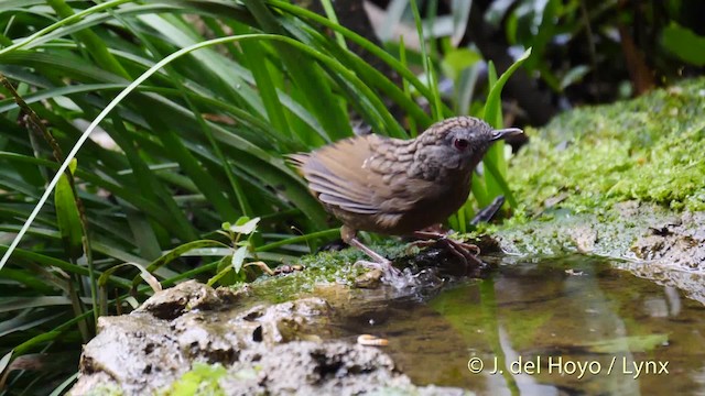 Streaked Wren-Babbler - ML201495081