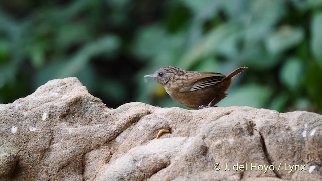 Streaked Wren-Babbler - ML201495091