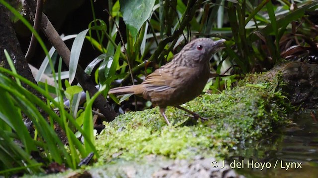 Streaked Wren-Babbler - ML201495101