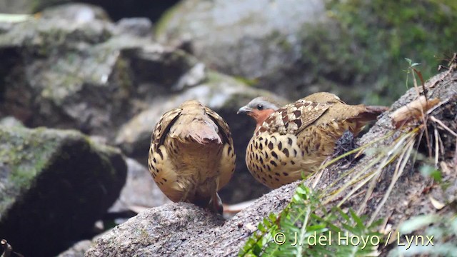 Chinese Bamboo-Partridge - ML201495111