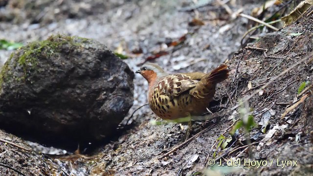 Chinese Bamboo-Partridge - ML201495121