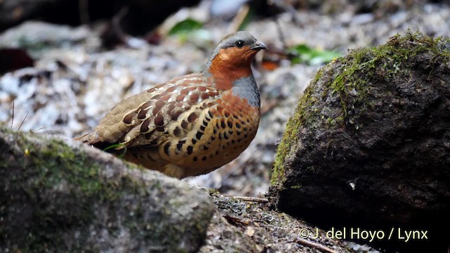 Chinese Bamboo-Partridge - ML201495131