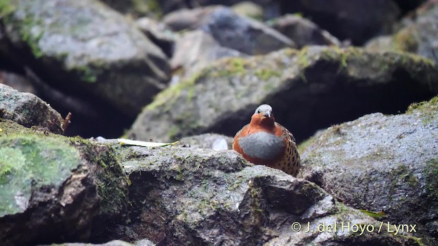 Chinese Bamboo-Partridge - ML201495141