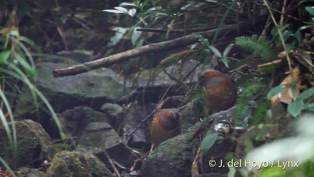 Chinese Bamboo-Partridge - ML201495151