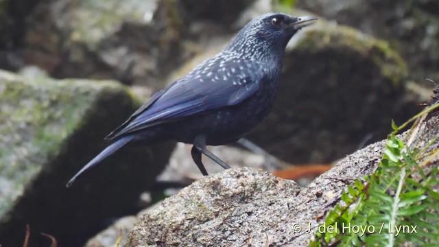 Blue Whistling-Thrush (Black-billed) - ML201495231