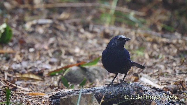 Blue Whistling-Thrush (Black-billed) - ML201495241