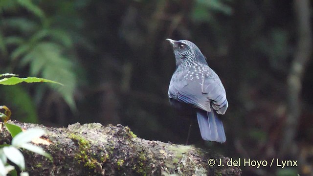 Blue Whistling-Thrush (Black-billed) - ML201495251