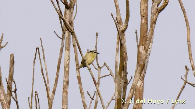 Yellow-throated Tinkerbird - ML201495641