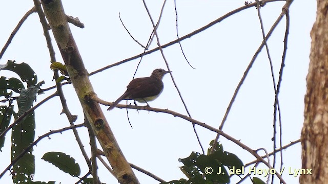 Bulbul des raphias - ML201495661