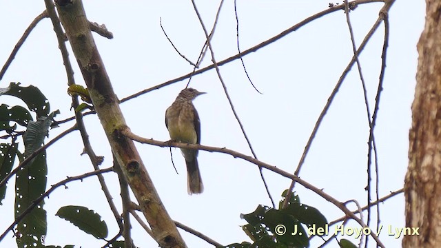 Bulbul de las Rafias - ML201495671