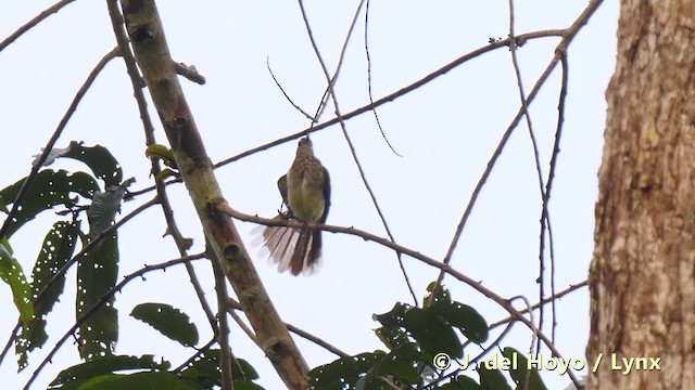 Bulbul de las Rafias - ML201495681