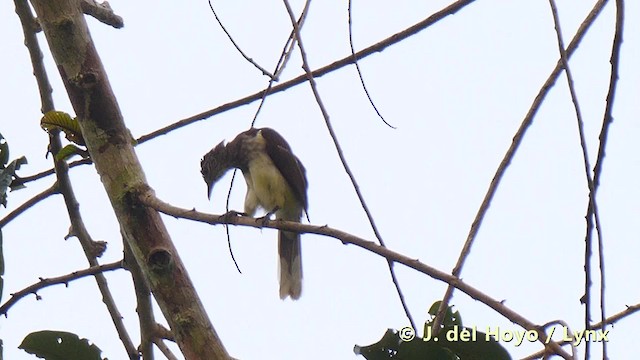 Swamp Greenbul - ML201495691