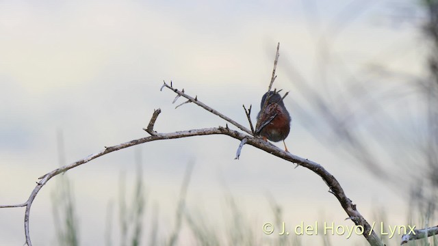 Dartford Warbler - ML201495921