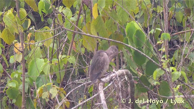 אנפית מנגרובים (עולם ישן) - ML201495961