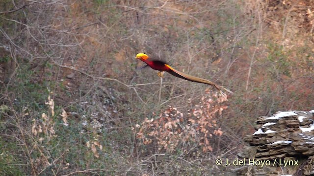 Faisán Dorado - ML201496051