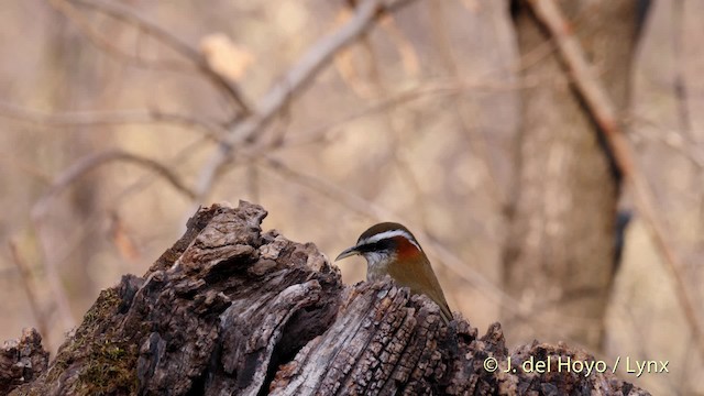 Streak-breasted Scimitar-Babbler - ML201496221