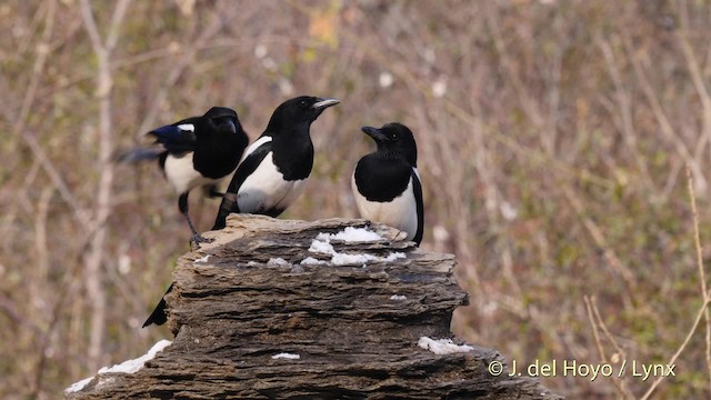 Oriental Magpie - ML201496261