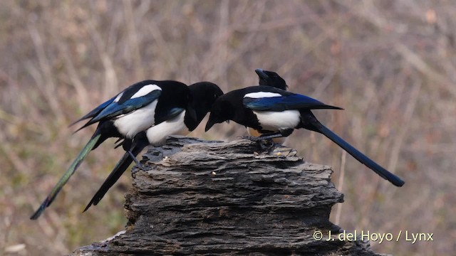 Oriental Magpie - ML201496271