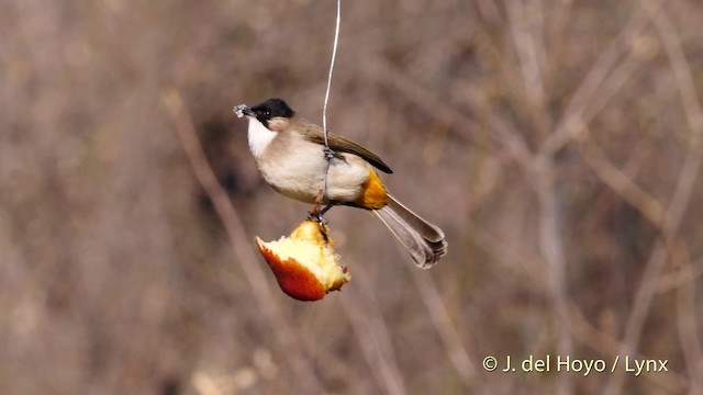 Bulbul à poitrine brune - ML201496281