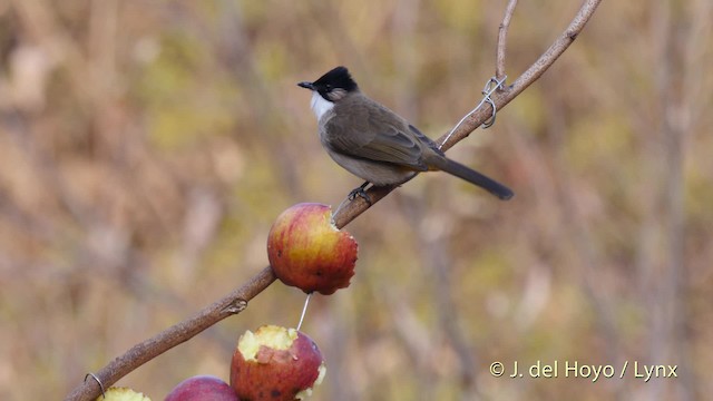 Brown-breasted Bulbul - ML201496291