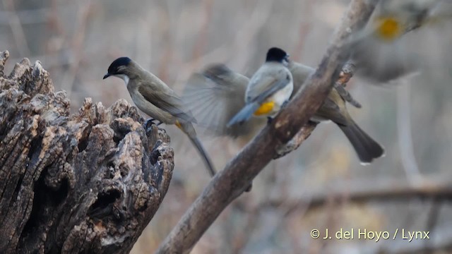 Bulbul à poitrine brune - ML201496301