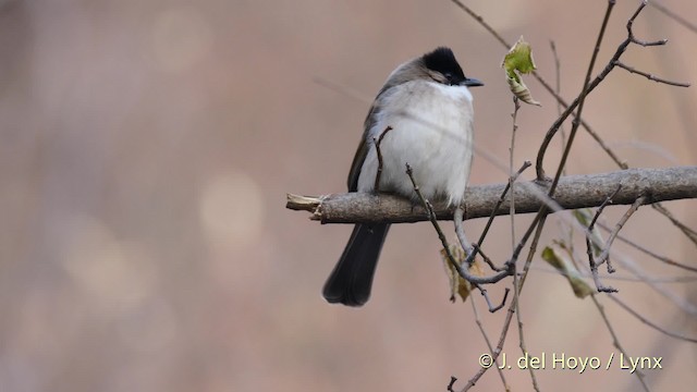 Brown-breasted Bulbul - ML201496311