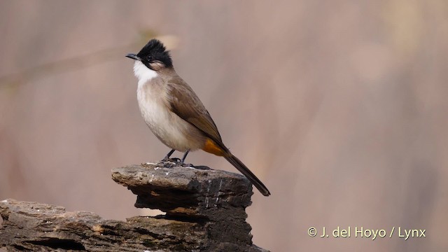 Bulbul Pechipardo - ML201496321