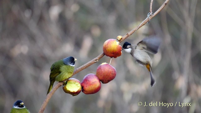 Bulbul à poitrine brune - ML201496331